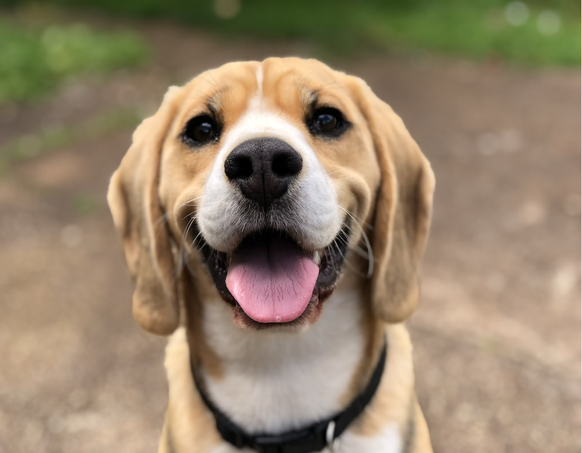 dog portrait