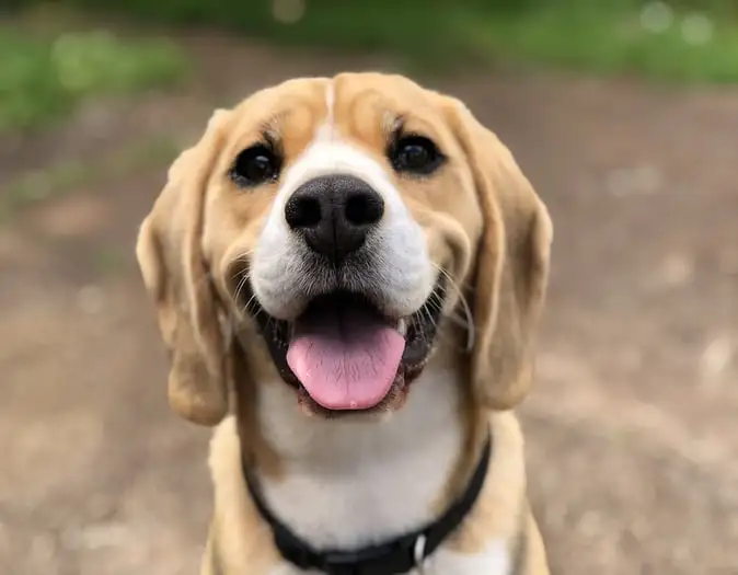 Dog photo
