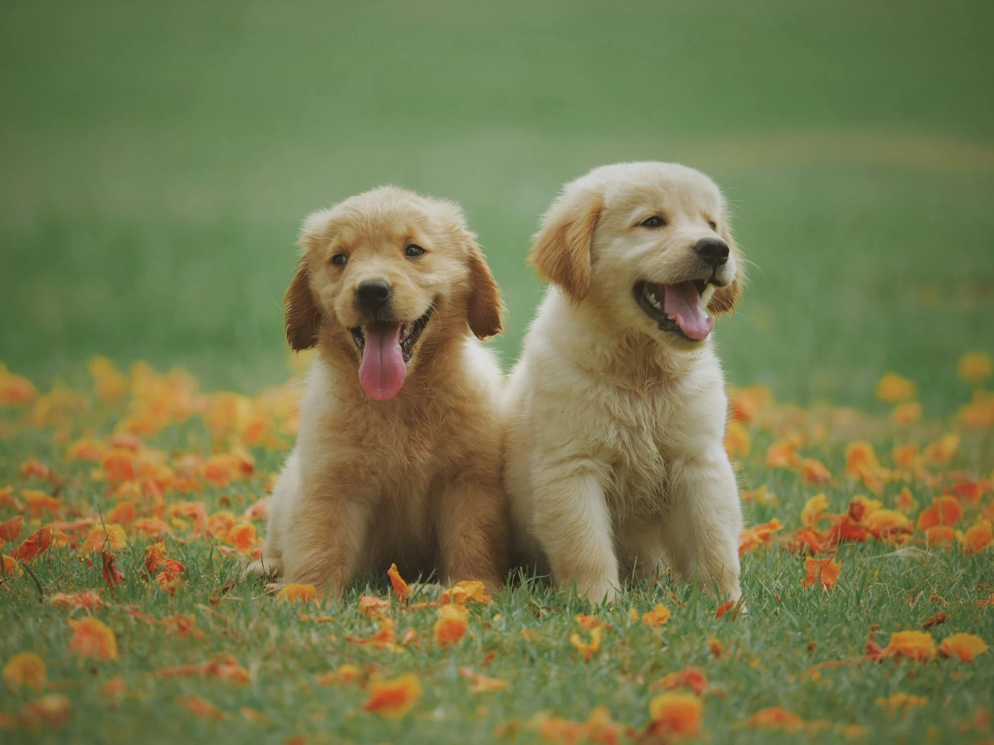 Two golden retriever puppies sitting close together